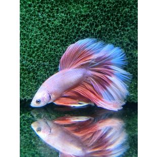 betta halfmoon mariposa azul