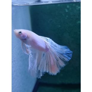 Betta BT-D11