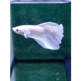 Betta BT-D12