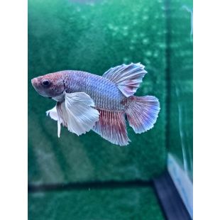 Betta BT-D12