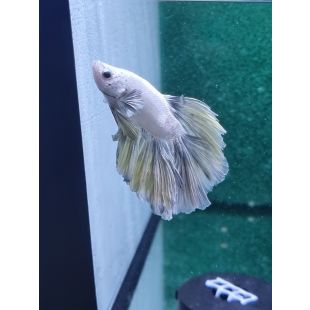 Betta BT-D12