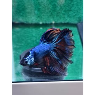 Betta BT-D12