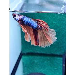 Pez betta half moon azul cola blanca