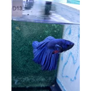 Betta BT-D13