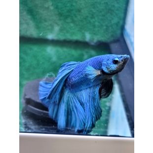 Betta BT-D13