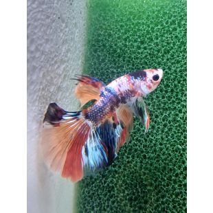 Betta BT-D14