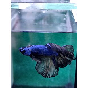 betta, halfmoon