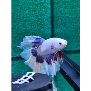 betta, halfmoon