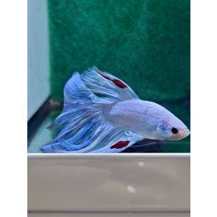 Betta BT-D2