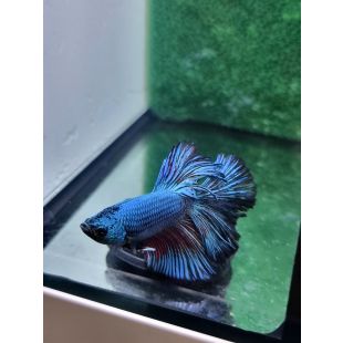 Betta BT-D2