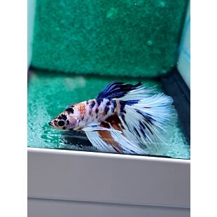 Betta BT-D2