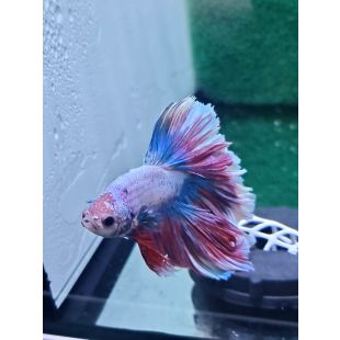 Betta BT-D2