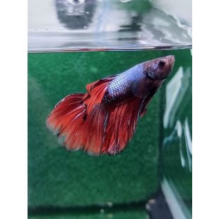 Betta BT-D2