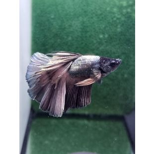 Betta BT-D3