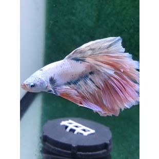 Betta BT-D3