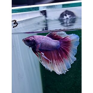 Betta BT-D3