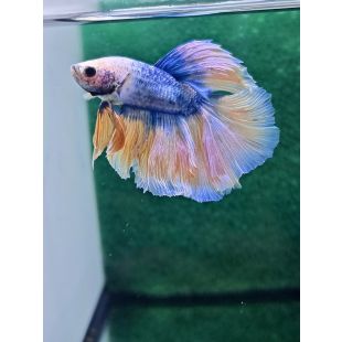 Betta BT-D3