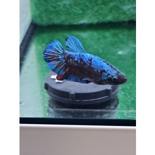 Betta BT-D4