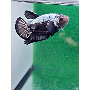 betta, halfmoon