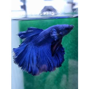 betta, halfmoon