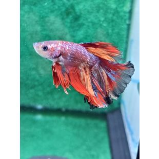 betta, halfmoon