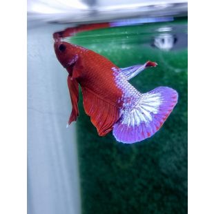 betta, halfmoon