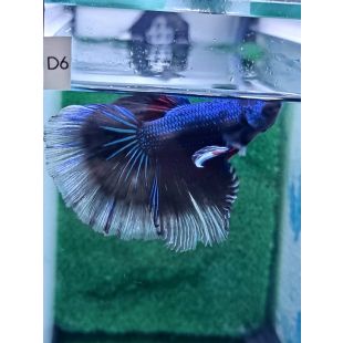 betta, halfmoon