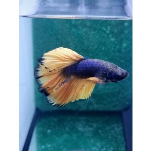 betta, halfmoon