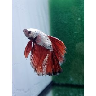 betta, halfmoon