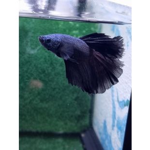 betta, halfmoon