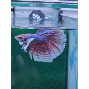 betta, halfmoon