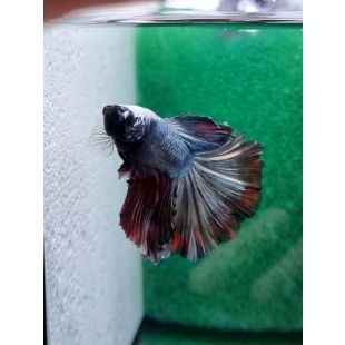 betta, hmpk