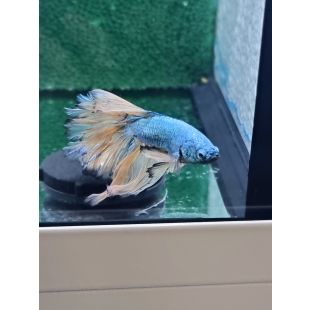 betta, hmpk