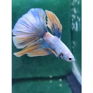 Betta BT-D8