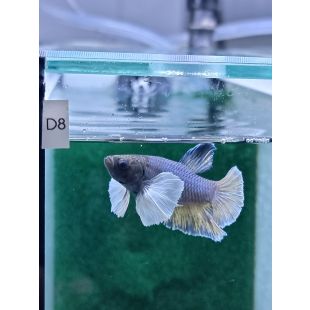 Betta BT-D8