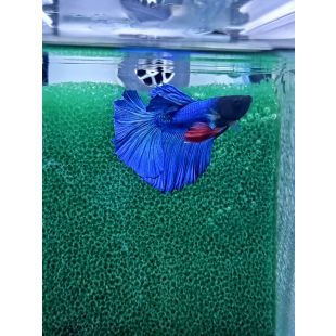 Betta BT-D8