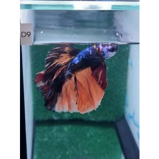 betta, halfmoon