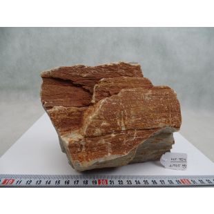 hardscape madera fosilizada para acuarios tienda online acuariofilia