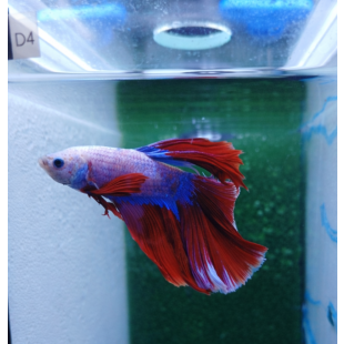 Betta BT-D4