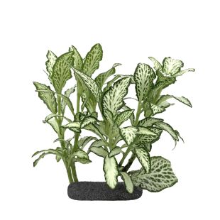 Nerve Plant 'White Star' en Sticky Soil para paludarios, terrarios y emergidos de acuario