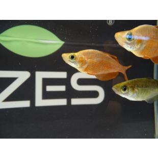 Glossolepis incisus, acuarios Pez arcoiris rojo (mediano) 