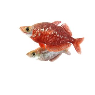 Comprar online pez arcoíris rojo Glossolepis incisus