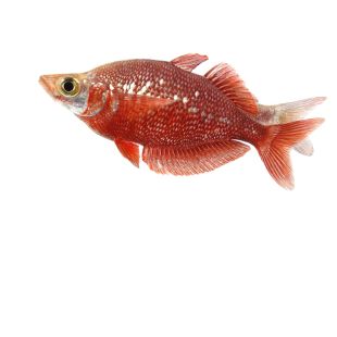 Comprar online pez arcoíris rojo Glossolepis incisus grande