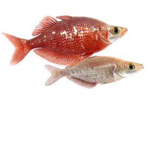 Venta online de pez arcoíris rojo Glossolepis incisus