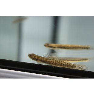 Gobio arcoiris Stiphodon Atropurpureus en tienda online