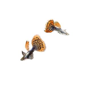 Comprar Guppy Dumbo Red Mosaico online