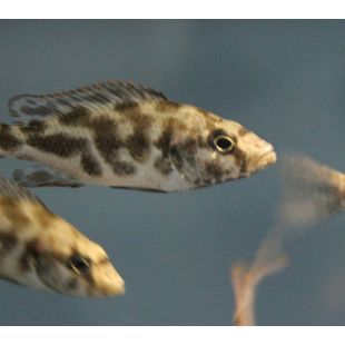 comprar Haplochromis Livingstone online