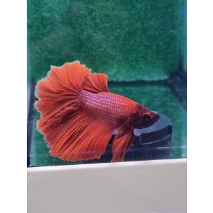 Pareja Betta Halfmoon Rojo