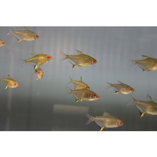 tienda online Hyphessobricon Pulchripinnis peces para acuario Tetra limón