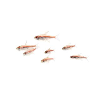 Hyphessobrycon amapaensis en tienda online